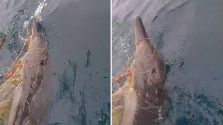 Χαλκιδική: Ψαράδες έσωσαν δελφίνι που μπλέχτηκε στα δίχτυα