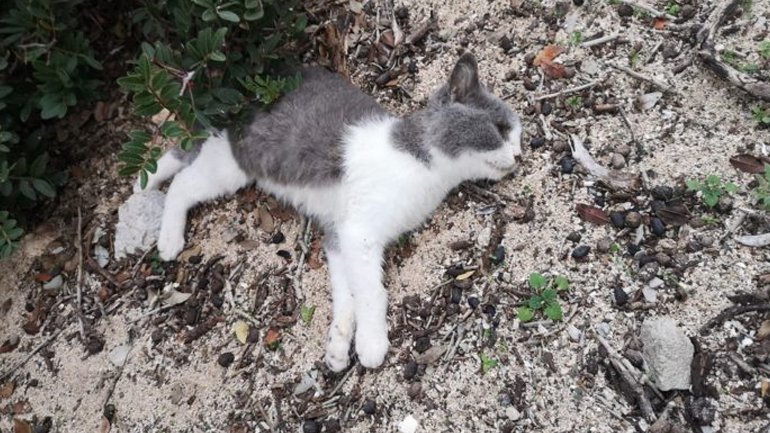 Χανιά: Έριξαν φόλες και σκότωσαν γάτες και νυφίτσες