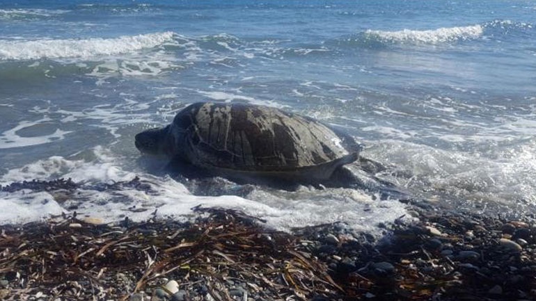 Διάσωση θαλάσσιας χελώνας από πλήρωμα ταχυπλόου της βάσης υποβρυχίων