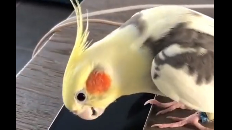 Παπαγάλος μιμείται τον ήχο ενός κινητού