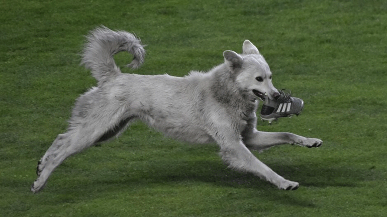 Σκύλος έκλεψε παπούτσι και διέκοψε αγώνα στη Βολιβία!