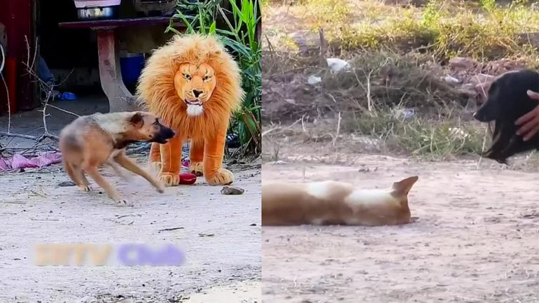 Κακόγουστη φάρσα σε σκύλους