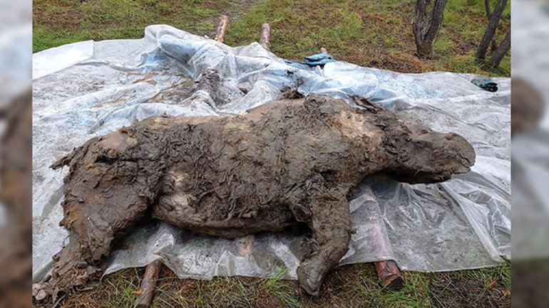 Ανακαλύφθηκε στους πάγους της Ρωσίας σπάνιο είδος μαλλιαρού ρινόκερου