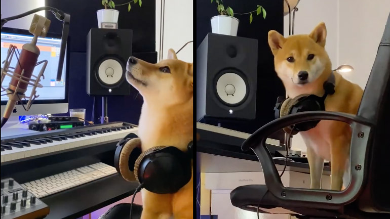 Tι κάνουν τα σκυλιά όταν δεν είστε στο σπίτι;