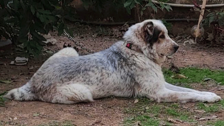 Χάθηκε η Λευκή στις Αδάμες Κηφισιάς