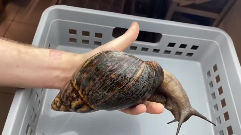 Archachatina marginata ovum – Το μεγαλύτερο σαλιγκάρι στον κόσμο
