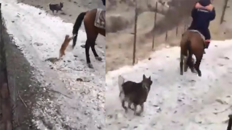 Γάτα επιτίθεται στην ουρά ενός αλόγου