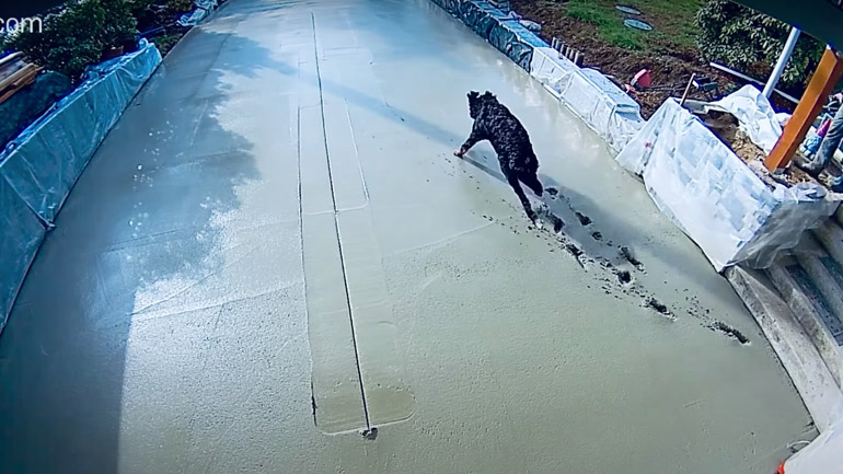 Σκύλος τρέχει στο φρέσκο τσιμέντο