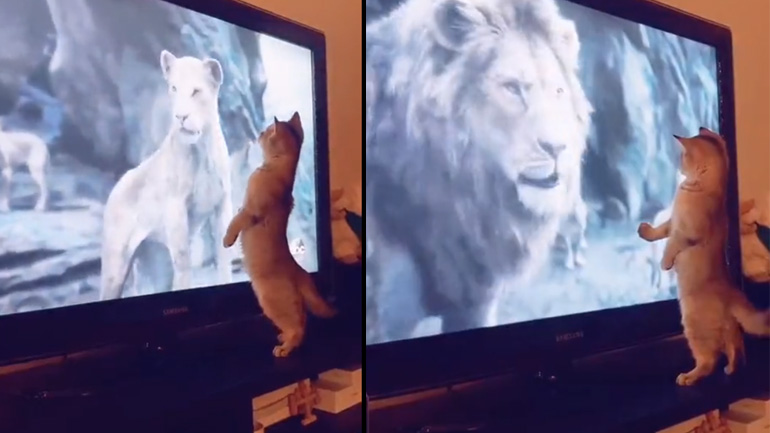 Γάτα βλέπει Lion King