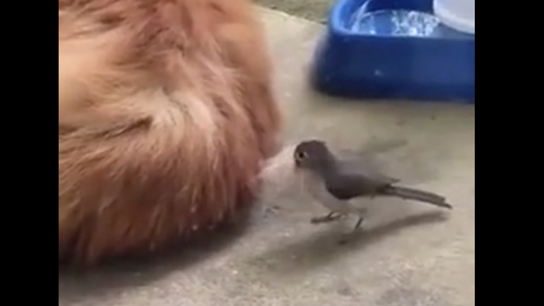 Πουλί φτιάχνει φωλιά με τρίχες σκύλου