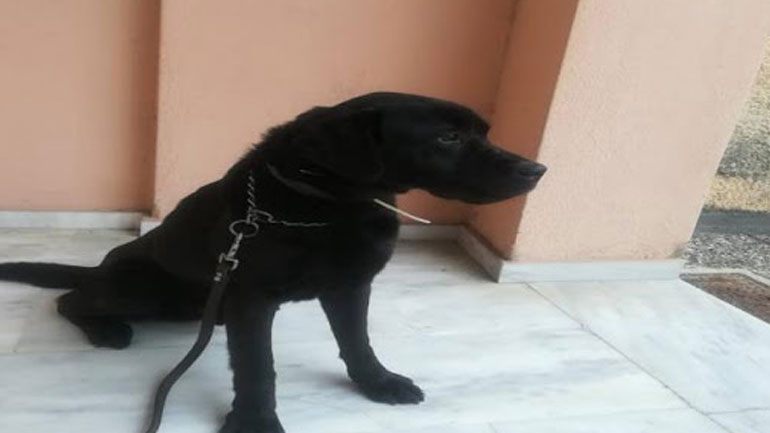 Θεσσαλονίκη: Ναρκωτικές ουσίες εντόπισε σκύλος ανίχνευσης ναρκωτικών