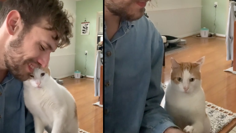 Γάτα απολαμβάνει τη μουσική στο πιάνο Γάτα απολαμβάνει τη μουσική στο πιάνο