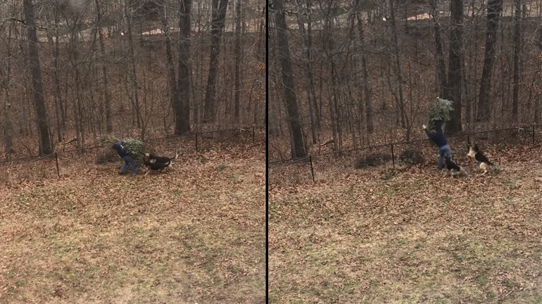 Κάτω τα χέρια σου από το χριστουγεννιάτικο δέντρο!