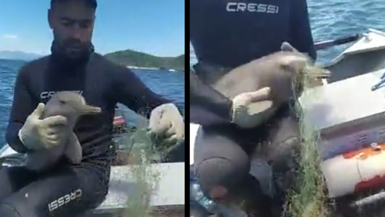 Ψαράς σώζει ένα μικρό δελφίνι