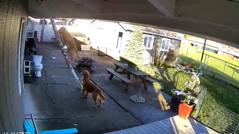 Σκύλος χρησιμοποιεί μια σκάλα για να ανέβει στην οροφή 