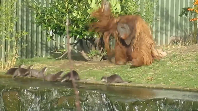 Ενυδρίδες ενοχλούν έναν ουρακοτάγκο
