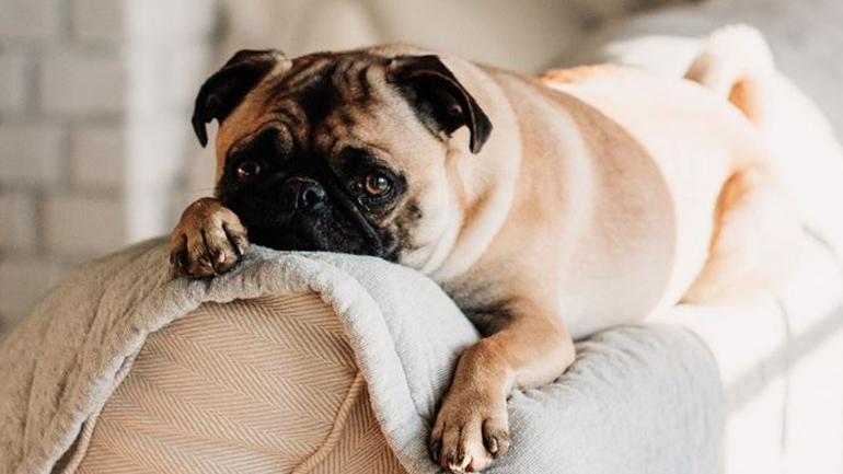 Πώς θα καταλάβουμε εάν το σκυλάκι μας έχει άνοια;