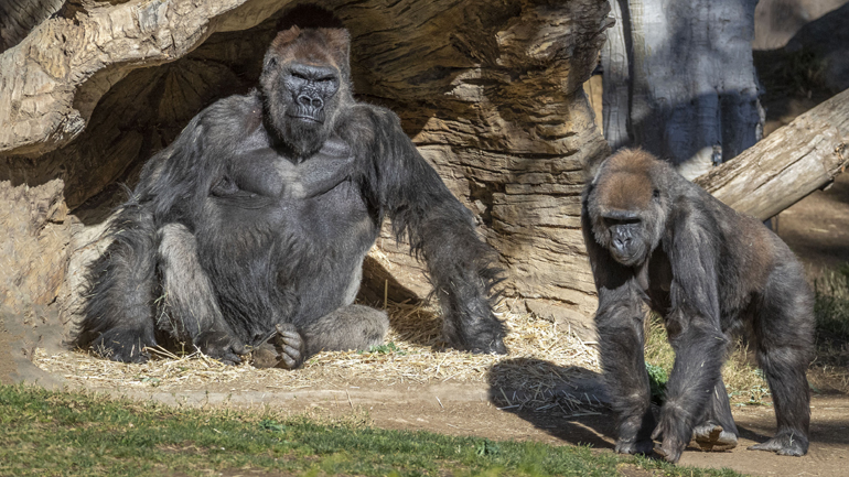 ΗΠΑ: Θετικοί στον κορωνοϊό δύο γορίλες σε ζωολογικό κήπο