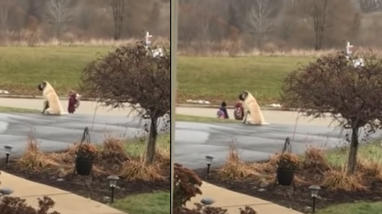 O σκύλος προσέχει τα παιδιά μέχρι να μπουν στο σχολικό