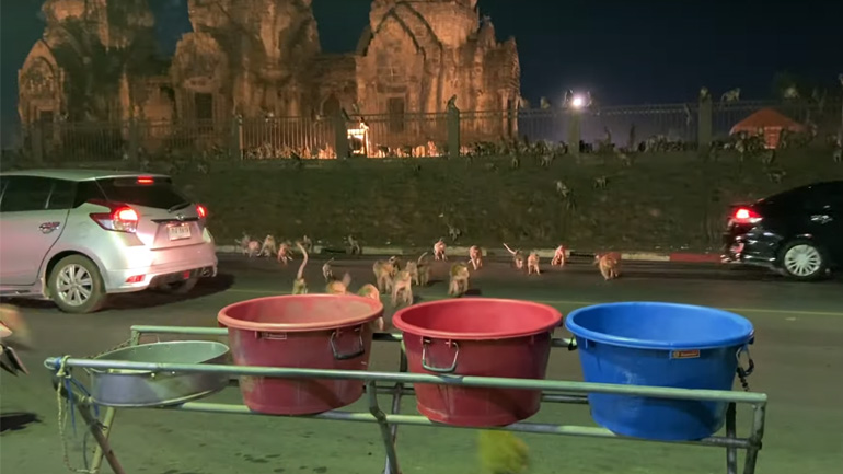 Μαϊμούδες τρομάζουν με τα πυροτεχνήματα