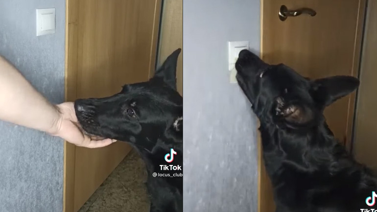 Εκπαίδευση σκύλου για να κλείνει έναν διακόπτη