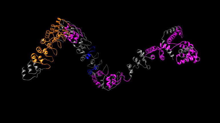 Ταυτοποιήθηκε η αισθητήρια πρωτεΐνη που ευθύνεται για τον έλεγχο της κύστης