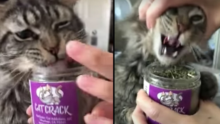 Γάτα αρνείται να αφήσει το βάζο με το “χόρτο”