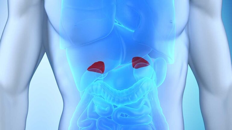 Eπινεφρίδια: Τι είναι και πώς αντιμετωπίζονται τυχόν δυσλειτουργίες τους