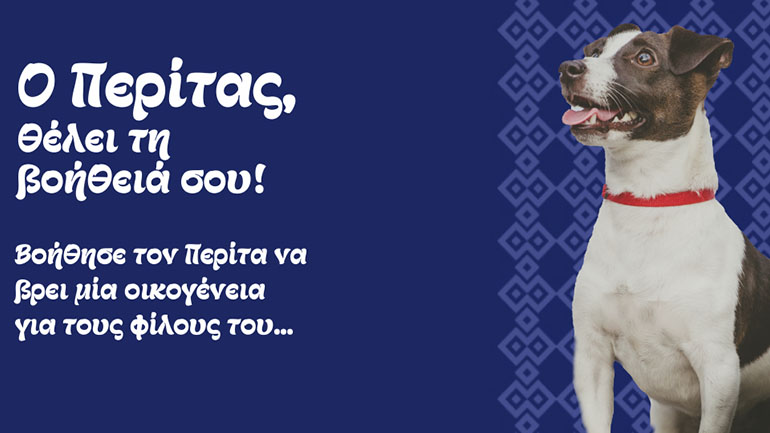 Υιοθεσία σκύλων συντροφιάς μέσω διαδικτύου από τον Δήμο Βέροιας