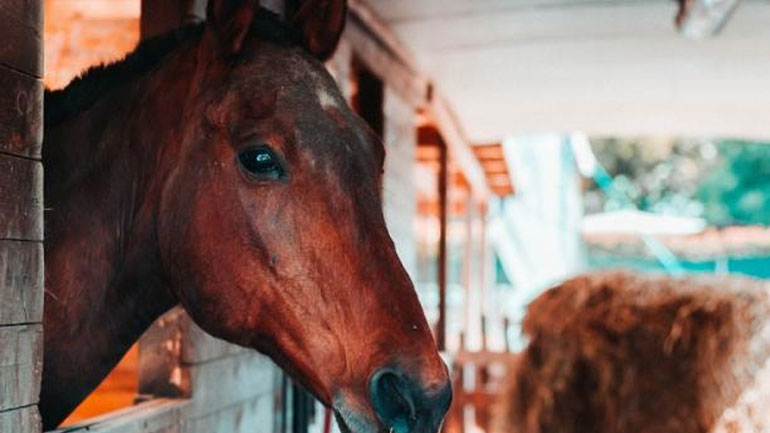 ΕΟΙ: «Διευκρίνιση για περιστατικό σε υποτιθέμενο “ιππικό όμιλο”»