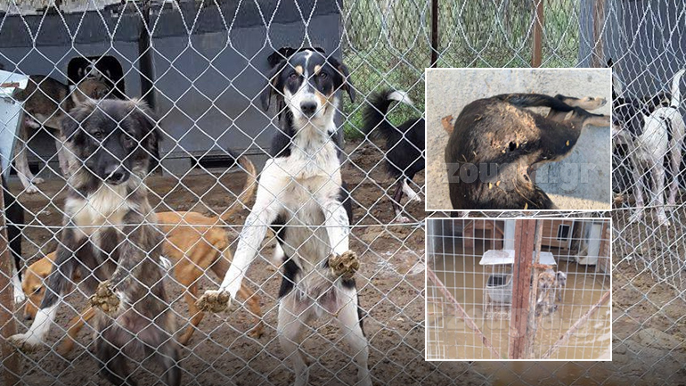 “Σκοτώνουν τα σκυλιά πριν γεράσουν”