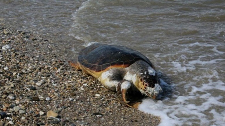 Θεσσαλονίκη: Νεκρή χελώνα καρέτα-καρέτα στην Αγία Τριάδα
