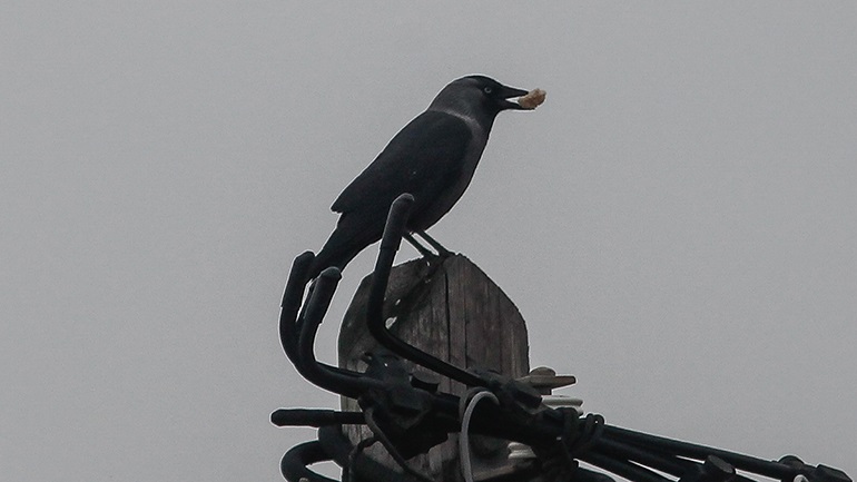 Χάθηκε η Μερλίνα, ένα από τα κοράκια του Πύργου του Λονδίνου