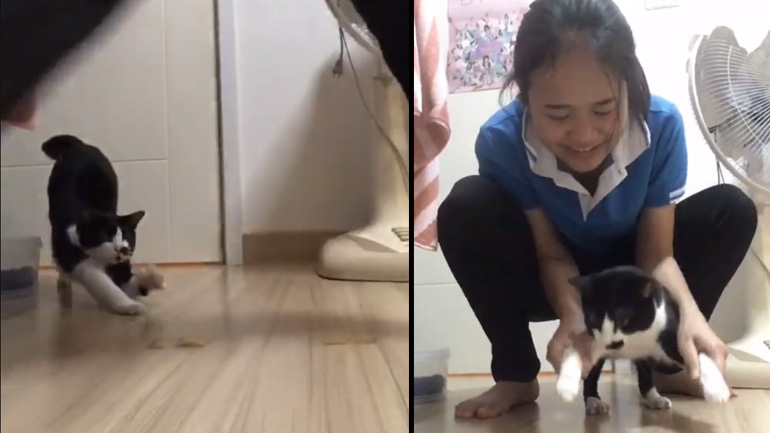 Η γάτα σιχαίνεται την κολλητική ταινία Η γάτα σιχαίνεται την κολλητική ταινία