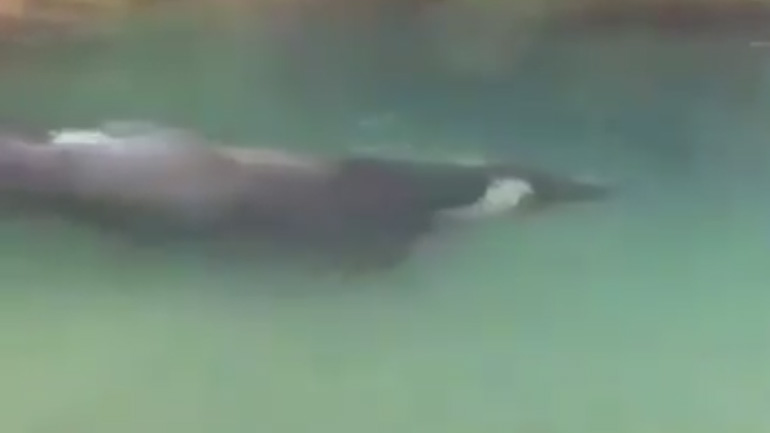 Ένα βουβάλι περπατάει κάτω από το νερό