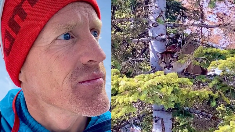 Πούμα παρακολουθεί έναν πεζοπόρο Πούμα παρακολουθεί έναν πεζοπόρο