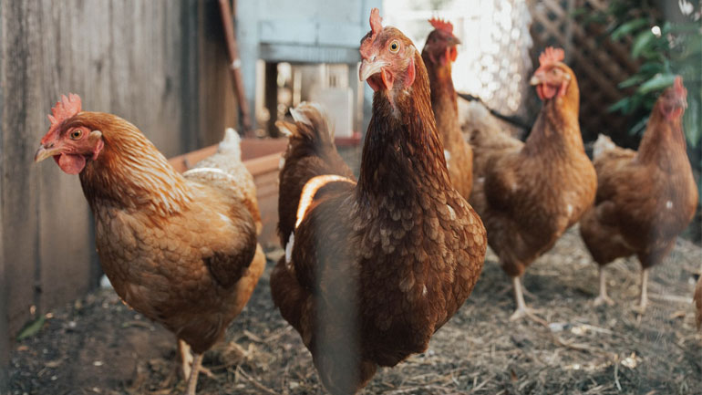 Ουγγαρία: Οι αρχές διέταξαν τη σφαγή 101.000 κοτόπουλων μετά την εμφάνιση γρίπης των πτηνών