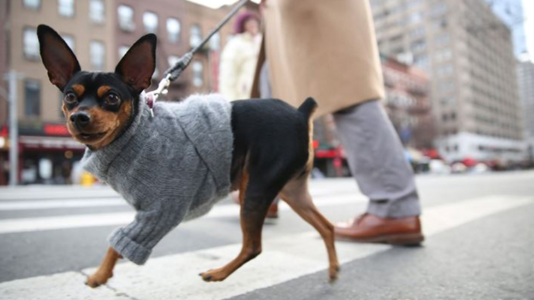 Πώς επηρεάζουν οι χαμηλές θερμοκρασίες το αναπνευστικό σύστημα του σκύλου μας