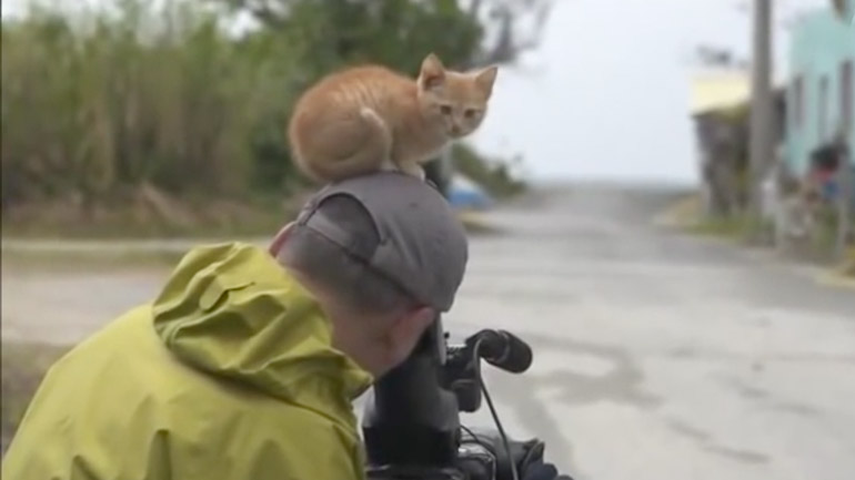 Γατάκι θέλει την παρέα ενός καμεραμάν Γατάκι θέλει την παρέα ενός καμεραμάν