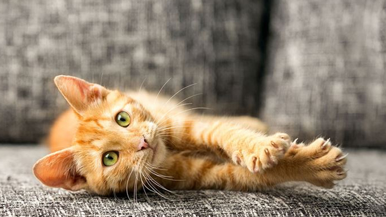 Πώς να σταματήσουμε τη γάτα μας να γρατζουνάει τα έπιπλα