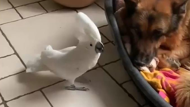 Παπαγάλος γαβγίζει σε σκύλο Παπαγάλος γαβγίζει σε σκύλο