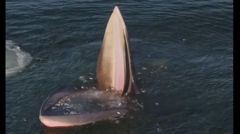 Μια φάλαινα του Μπράιντ τρώει ψάρια