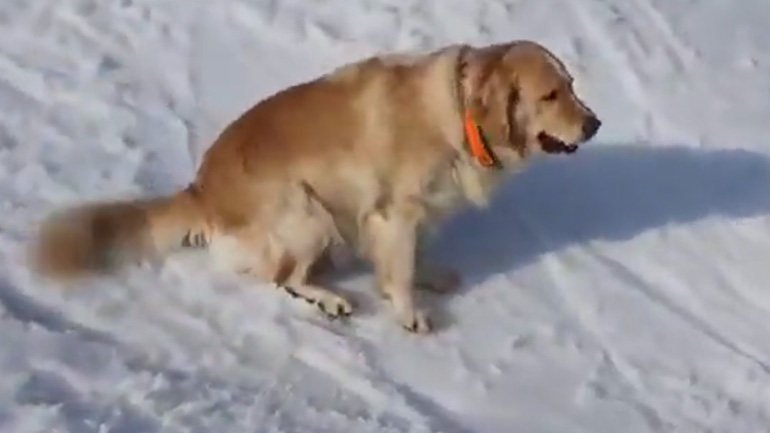 Ένας σκύλος διασκεδάζει στο χιόνι