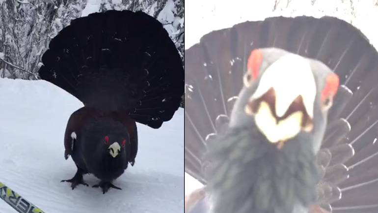 Σκιέρ face to face με έναν αγριόκουρκο