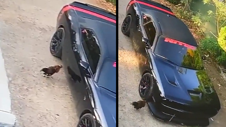 Κόκορας τσακώνεται με ένα Dodge Challenger