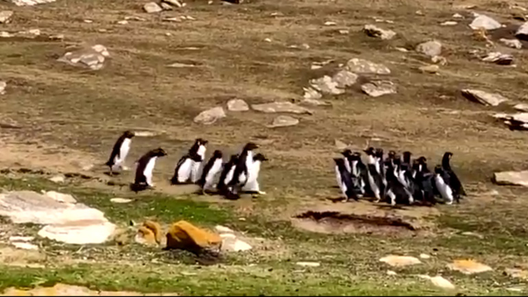  Δύο ομάδες πιγκουίνων συναντιούνται σε ένα νησί 