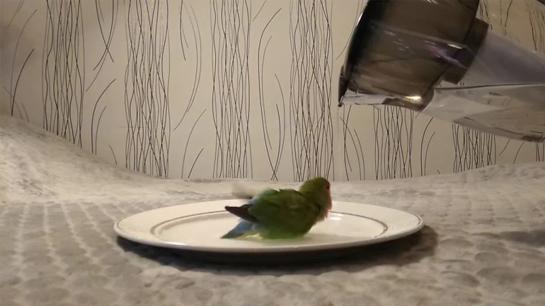 Το παπαγαλάκι θέλει να κάνει μπάνιο 