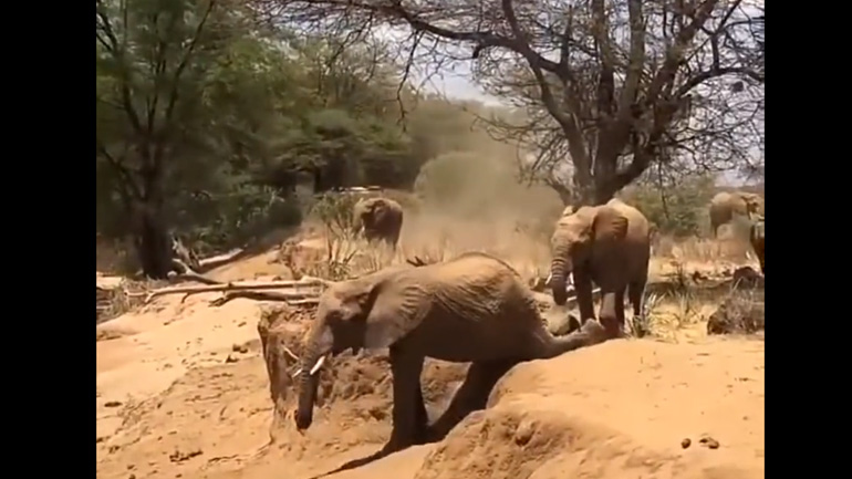 Eλέφαντας κατεβαίνει ξεκούραστα ένα ύψωμα
