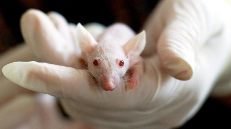 Κινέζοι επιστήμονες δοκιμάζουν σε πειραματόζωα γενετική θεραπεία που καθυστερεί τη γήρανση