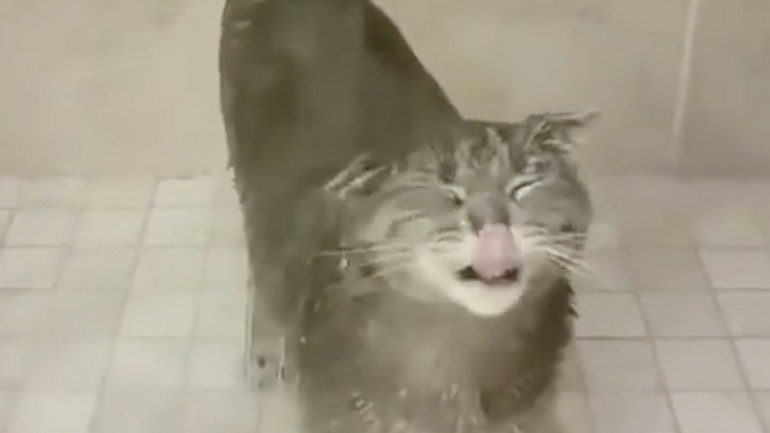 Μία από τις λίγες γάτες που τους αρέσει το νερό
